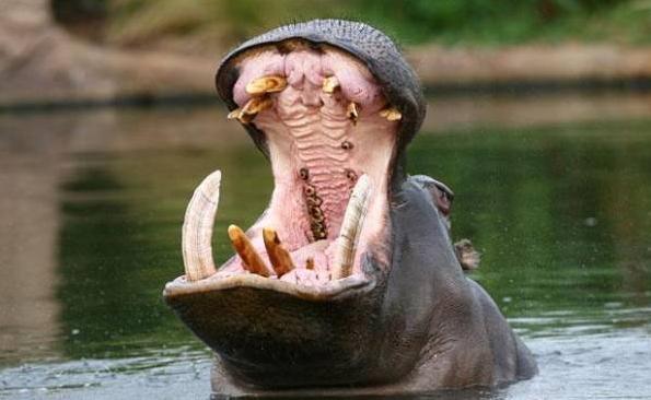 gigi mulut taring kuda nil